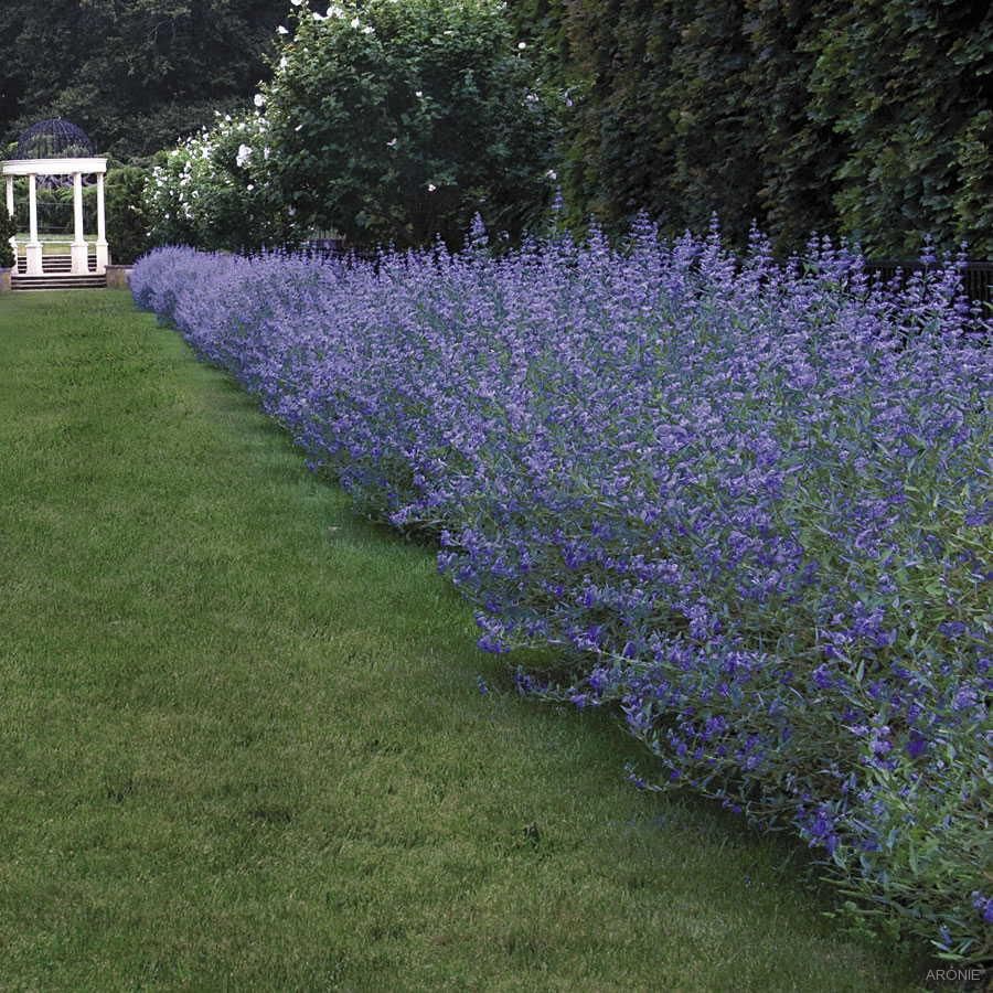 Caryopteris clandonensis 'Heavenly Blue'